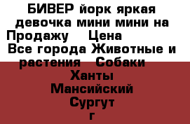 БИВЕР йорк яркая девочка мини мини на Продажу! › Цена ­ 45 000 - Все города Животные и растения » Собаки   . Ханты-Мансийский,Сургут г.